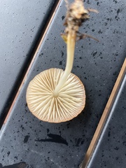 Marasmius vagus