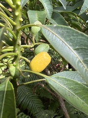 Clermontia micrantha