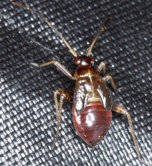 Adelphocoris seticornis