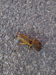 Gryllotalpa vineae