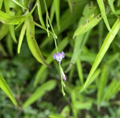 Verbena litoralis