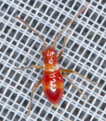 Closterotomus