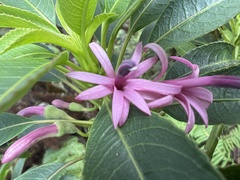 Clermontia micrantha