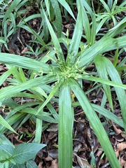 Cyperus albostriatus image