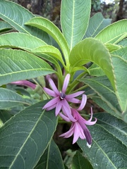 Clermontia micrantha