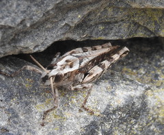 Calliptamus madeirae