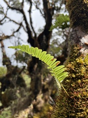 Polypodium pellucidum
