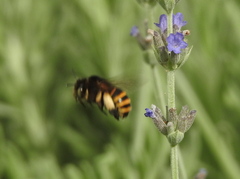 Amegilla quadrifasciata maderae