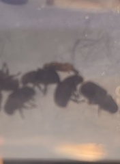 Dendroctonus
