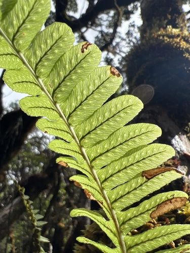 Polypodium pellucidum observed 2022-11-09