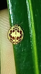 Psyllobora confluens