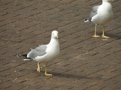 Larus michahellis atlantis