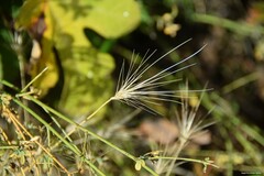 Hordeum murinum leporinum