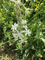 Ornithogalum narbonense
