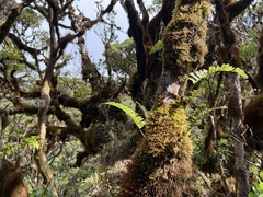 Polypodium pellucidum