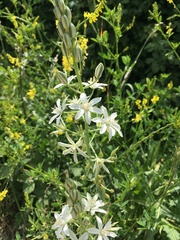 Ornithogalum narbonense