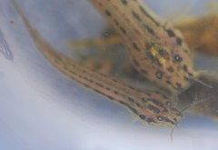 Trichomycterus chapmani