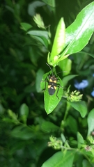 Oncopeltus famelicus