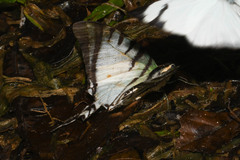Neographium agesilaus