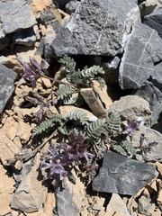 Astragalus platytropis