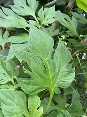 Tithonia diversifolia