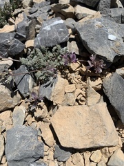 Astragalus platytropis