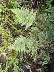 Dryopteris rubiginosa