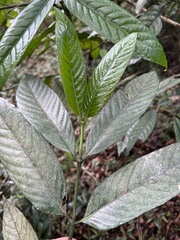 Oxyanthus speciosus