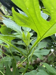 Tithonia diversifolia