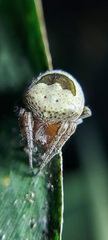 Ocrepeira covillei