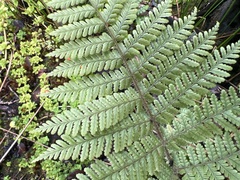 Dryopteris rubiginosa