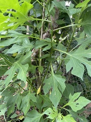 Tithonia diversifolia