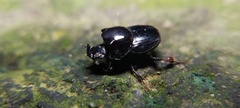 Onthophagus nasutus