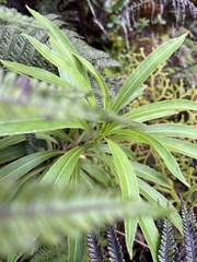 Dryopteris rubiginosa