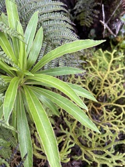 Dryopteris rubiginosa