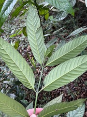 Oxyanthus speciosus