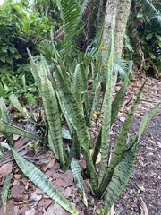 Sansevieria