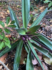 Tradescantia spathacea