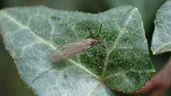 Trichoceridae