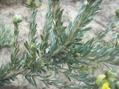 Aspalathus ternata