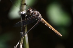 Orthemis nodiplaga