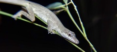 Anolis antonii
