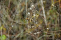 Mantisalca salmantica