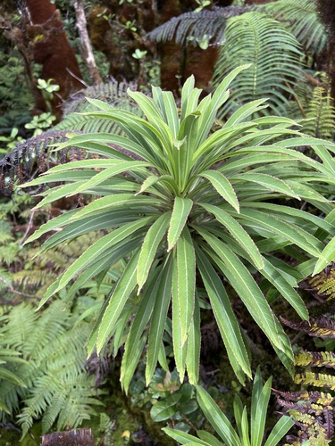 Trematolobelia macrostachys observed 2022-11-09