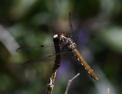 Orthemis nodiplaga