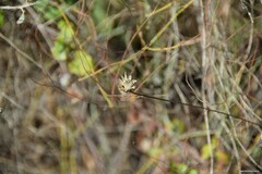 Mantisalca salmantica