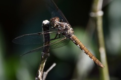 Orthemis nodiplaga