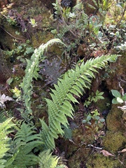 Asplenium acuminatum