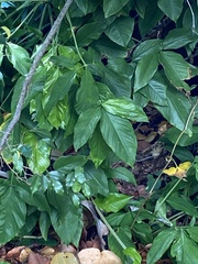 Syngonium