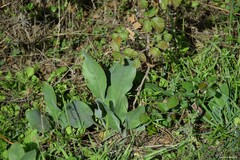 Cynoglossum cheirifolium